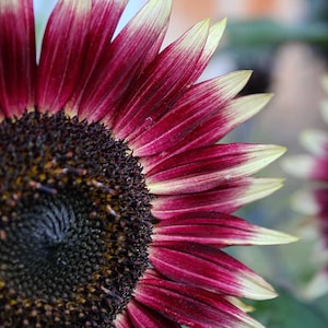 Cherry Rose Sunflower Seeds, Helianthus Annuum HA0320