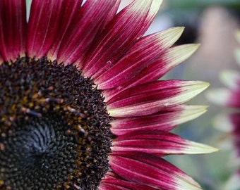 Cherry Rose Sunflower Seeds, Helianthus Annuum HA0320