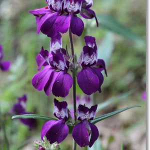 US Native Chinese Houses Seeds, Collinsia Heterophylla CN8050