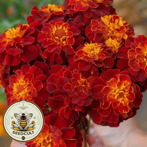 200 Bulk Red Cherry French Marigold Seeds, Tagetes Patula TG422C