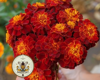 200 Bulk Red Cherry French Marigold Seeds, Tagetes Patula TG422C