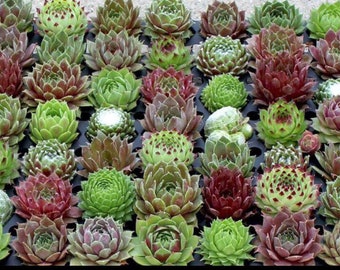 100 Mixed Sempervivum SEEDS, Hens and Chicks Succulents, Hybrid Random assortment, surprise plants SH011C