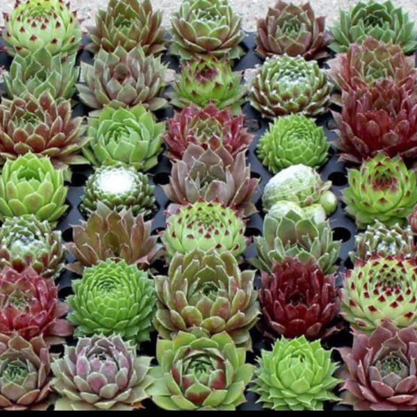 100 Mixed Sempervivum SEEDS, Hens and Chicks Succulents, Hybrid Random assortment, surprise plants SH011C