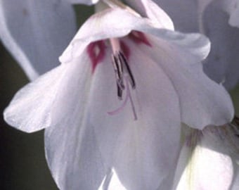 NEW! Angel's Fishing Rod ‘Snowbells’ Seeds, Wand Flower, Dierama pulcherrimum DI4310