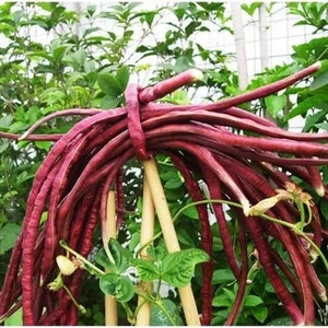 Red Noodle Yard Long Beans, Kurosanjaku, Vigna unguiculata, Asparagus Bean VI0325