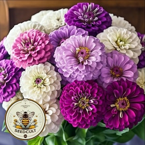 May include: A bouquet of colorful Zinnia flowers in shades of pink, purple, and white. The flowers are arranged in a cluster, with the stems visible at the bottom of the image. The flowers are in full bloom, with their petals open wide. The image also includes a logo for Seedcult, a company that sells seeds.