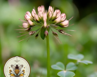 Rare Native Carolina Clover Seeds, Trifolium Carolinianum, Wild White Clover, Southeastern, Northeastern US Native TR0650