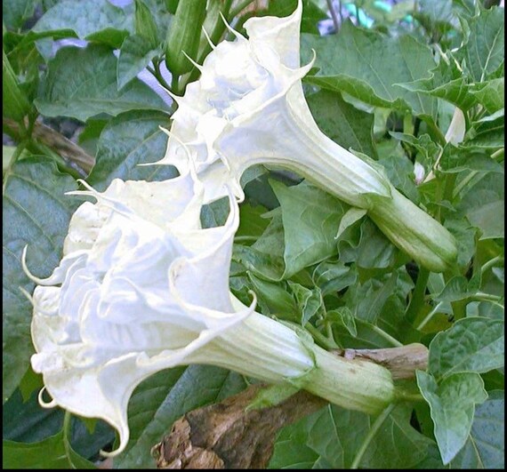 10 Graines de fleurs de trompette de ballerine blanche - Etsy Canada