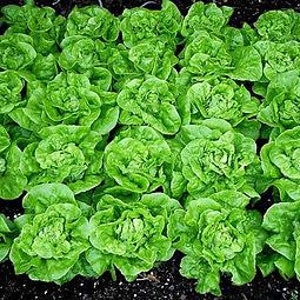 May include: A close-up shot of a bed of vibrant green lettuce plants. The lettuce heads are tightly packed, showing their ruffled leaves. The plants are growing in dark soil, suggesting a garden setting.