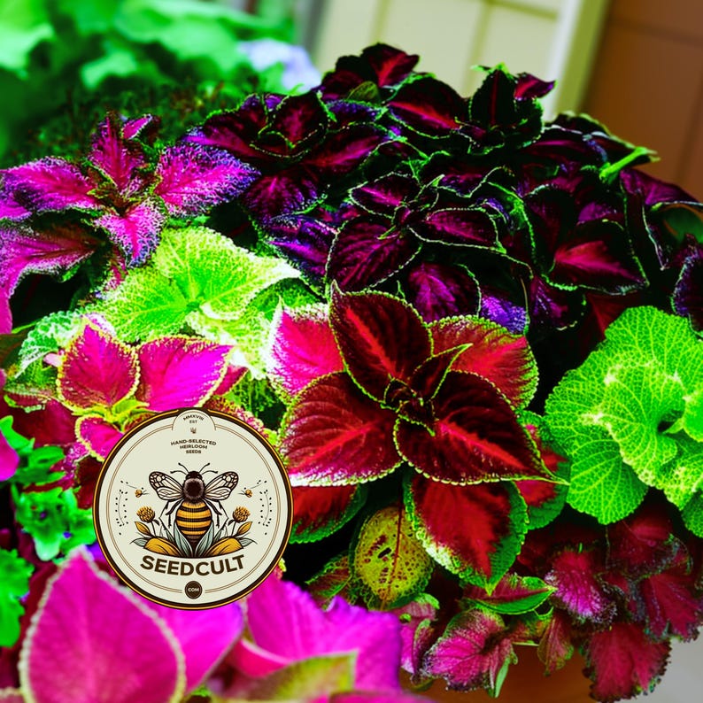 Bulk Rainbow Mix Coleus Seeds, Indoor Shade Plant CC072C image 1