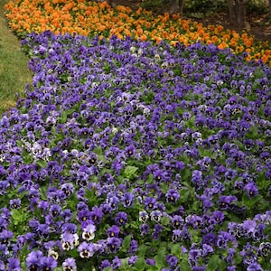 May include: A close-up view of a garden bed with a row of purple and white pansies. The pansies are in full bloom and are surrounded by green leaves.