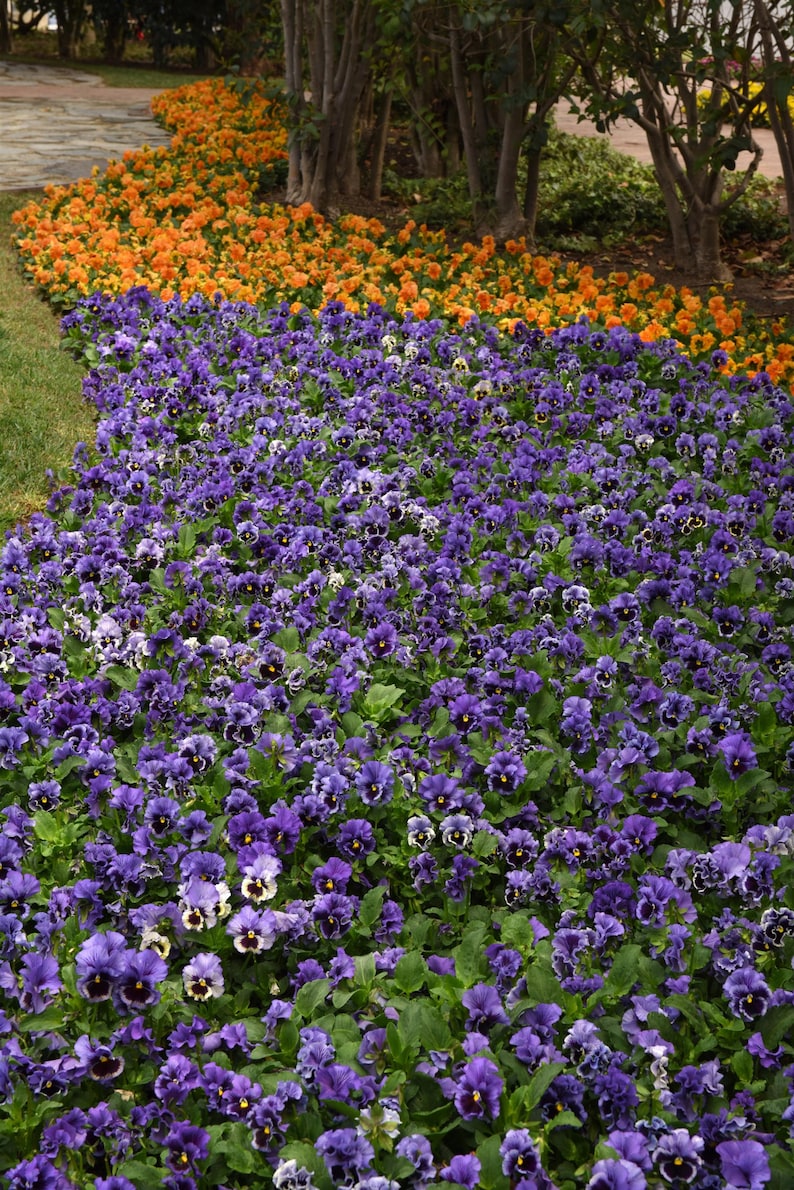 May include: A close-up view of a garden bed with a row of purple and white pansies. The pansies are in full bloom and are surrounded by green leaves.