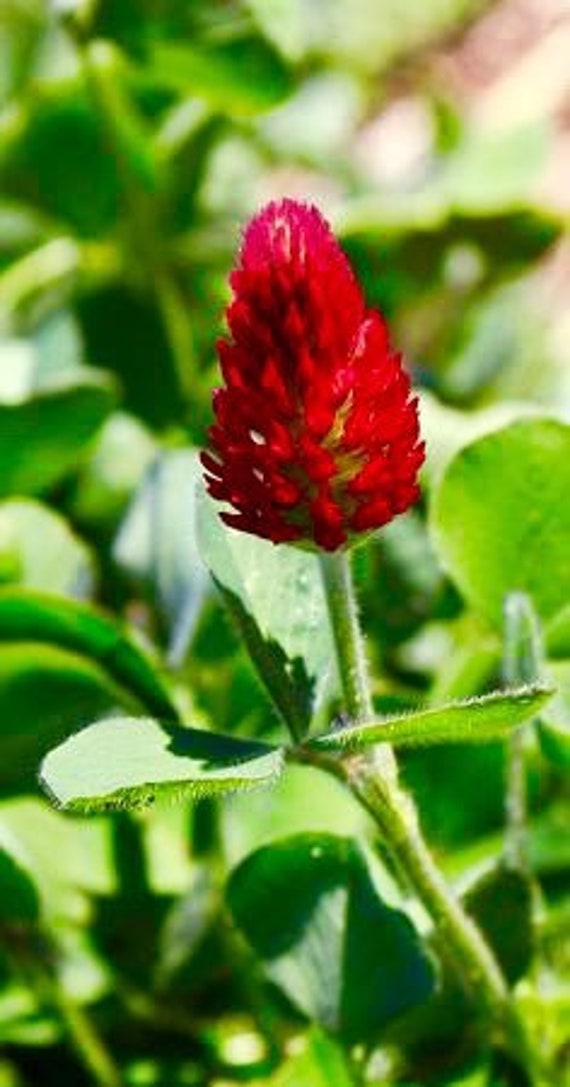 50,000 Bulk Seeds CLOVER CRIMSON RED Trifolium Incarnatum 50,000 Bulk Seeds CLOVER CRIMSON RED Trifolium Incarnatum