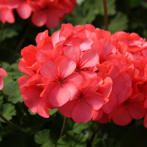 NEW! Coral Spice Geranium Seeds, Horizon Series, Pelargonium x Hortorum Zonale PZ3010