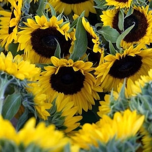 40 Lemon Queen Sunflower Seeds, Branching, Helianthus Annuum HA1040