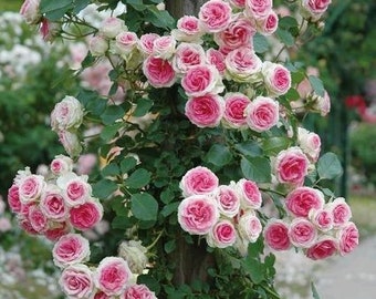 WINTER PLANTING! 5 Pink Climbing Rose Seeds, Rosa Setigera