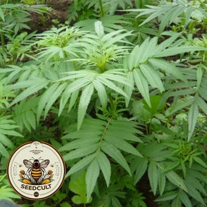 NEW! Black Peruvian Mint Seeds, Huacatay, Tagetes Minuta, TG4850