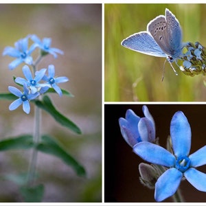 Blue Milkweed Seeds, Heavenly Blue Tweedia, Caerulea, Butterfly, Heavenborn, Oxypetalum caeruleum MW0210