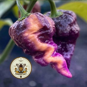 May include: Close-up of two purple and orange peppers with a unique, wrinkled texture. The peppers are attached to green stems. A circular logo with a bee and the text "SEEDCULT" is in the lower left corner.