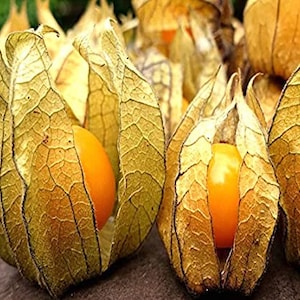 Aunt Molly's Ground Cherry Seeds, Delicious fruit, Physalis Pruinosa PH0225 image 6