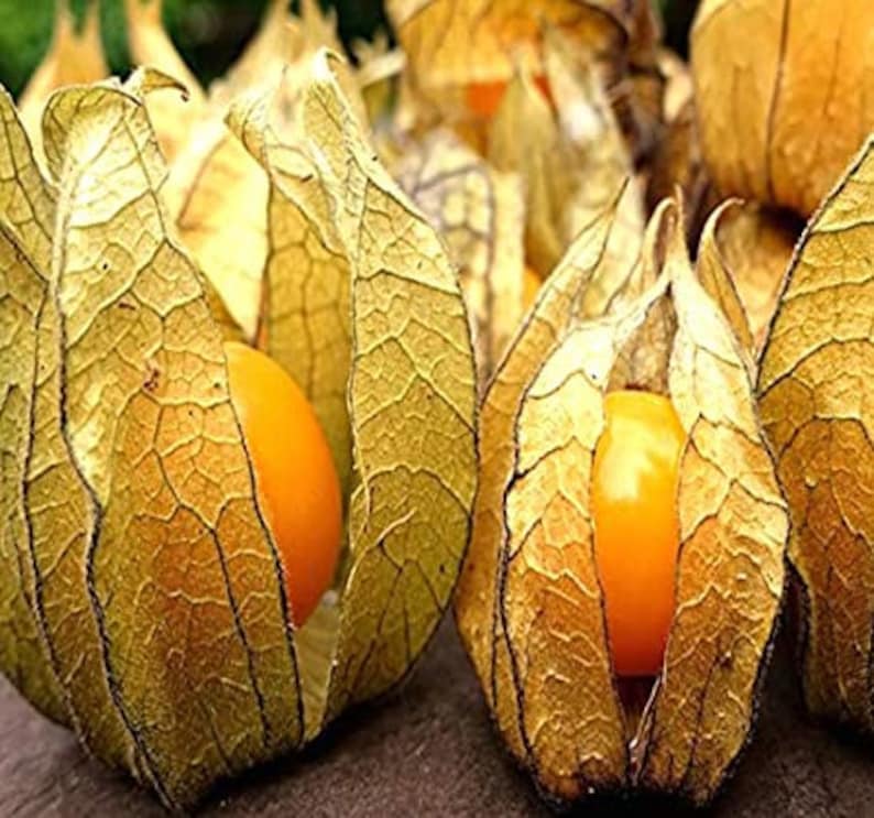 Aunt Molly's Ground Cherry Seeds, Delicious fruit, Physalis Pruinosa PH0225 image 6