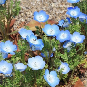 K&ouml;nnte beinhalten: Eine Gruppe zartblauer Bl&uuml;ten mit wei&szlig;en Zentren bl&uuml;ht in einer Gartenlandschaft. Die Bl&uuml;ten sind von gr&uuml;nem Laub und braunen Bl&auml;ttern umgeben.