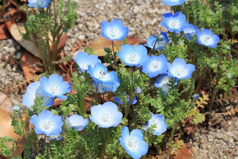 K&ouml;nnte beinhalten: Eine Gruppe zartblauer Bl&uuml;ten mit wei&szlig;en Zentren bl&uuml;ht in einer Gartenlandschaft. Die Bl&uuml;ten sind von gr&uuml;nem Laub und braunen Bl&auml;ttern umgeben.