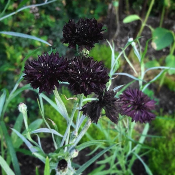 Bulk Double Black, Edible Cornflower Seeds, Gothic Garden