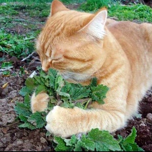 Bulk Catnip seeds, Heirloom, Nepeta Cataria NE011C