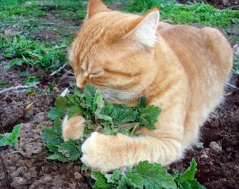 Bulk Catnip seeds, Heirloom, Nepeta Cataria NE011C