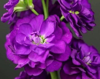 NEW! Vintage Violet Stock Seeds, Highly fragrant Column Stock, Matthiola Incana MA0350