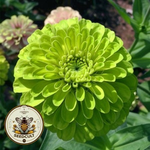 50 Green Envy Zinnia Seeds, Zinnia Elegans ZE0450 - Etsy 日本
