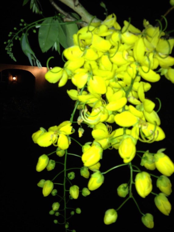 Cassia Fistula Golden Shower Tree Seeds - 10 Rare Yellow Flowering Tree Seeds