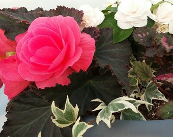 Non Stop Mocca Pink Begonia Seeds, Black Foliage Begonia Tuberhybrida BG0220P