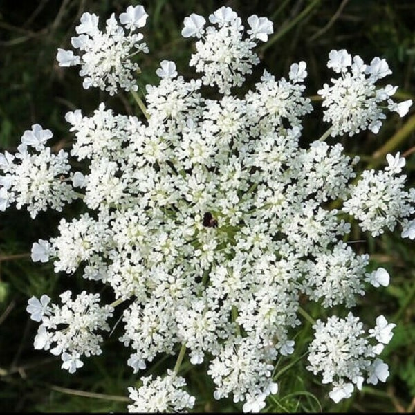 Bulk Anise Seeds, Pimpinella anisum, Licorice PM011C