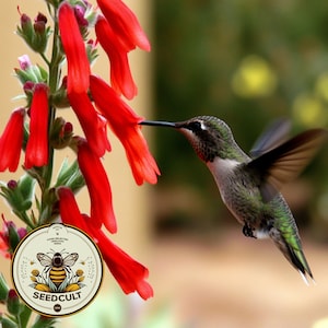 Semillas de Penstemon Firecracker, Penstemon de Eaton, flor silvestre nativa de EE. UU., PT411C