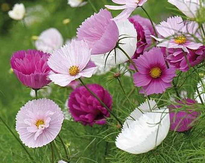 Mixed Cupcake Cosmos Seeds, Pink, Light Pink, White, Cups and Saucers