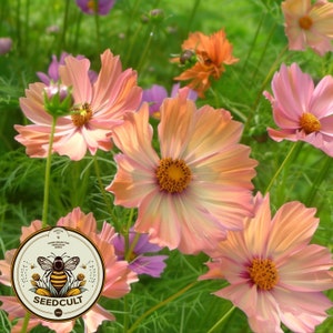 Apricotta Cosmos Seeds, Cosmos Bippinatus CO0925