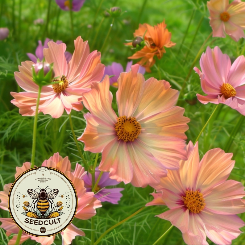 May include: A close-up of a cluster of pink and peach cosmos flowers in bloom. The flowers have delicate petals and a yellow center. The flowers are growing in a garden setting with green foliage.