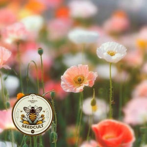 May include: A field of blooming poppies in shades of white, peach, and orange with thin green stems. A circular logo in the bottom left corner features a bee illustration and the text SEEDCULT, HAND-SELECTED HEIRLOOM SEEDS, and COM.