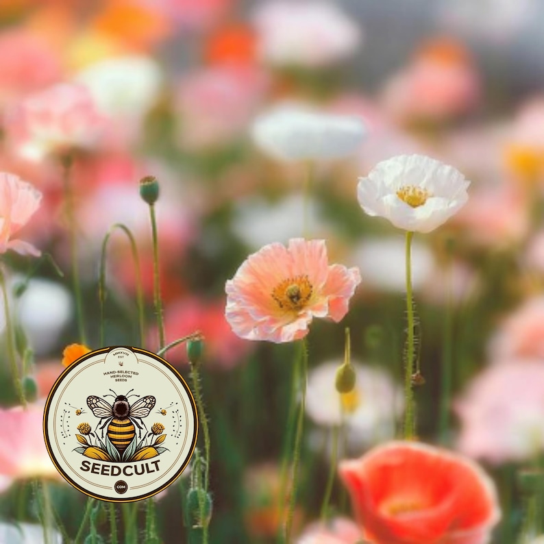 May include: A field of blooming poppies in shades of white, peach, and orange with thin green stems. A circular logo in the bottom left corner features a bee illustration and the text SEEDCULT, HAND-SELECTED HEIRLOOM SEEDS, and COM.