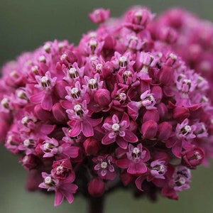 Cinderella Swamp Milkweed Seeds, Asclepias Incarnata MW0520