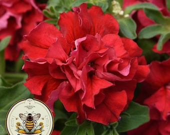 May include: Close-up of a vibrant red petunia flower with ruffled petals. The flower is in full bloom and has a deep red color. The flower is surrounded by green leaves.