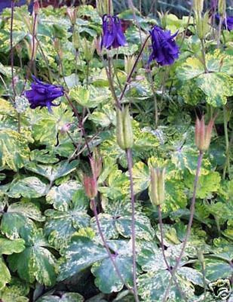 RARE Variegated Columbine, Lime Frost Seeds, Purple Flowers, Flowering Shade Perennial, Aquilegia Vulgaris AQ0510 image 1