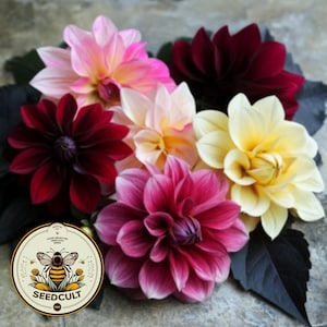 Puede incluir: Un ramo de seis dalias de varios colores, incluyendo rosa, blanco, amarillo y rojo. Las flores est&aacute;n dispuestas en un patr&oacute;n circular y tienen una apariencia suave y delicada.