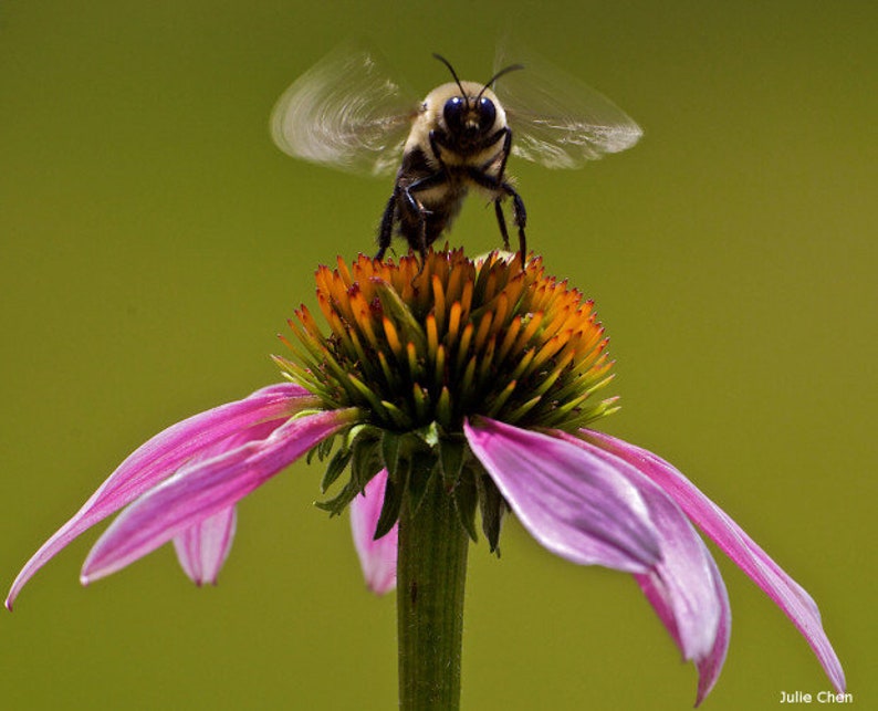 Bulk Organic Echinacea Seeds, Purple Coneflower, Medicinal Plants, Flowers, Herbs EC011C Bild 7