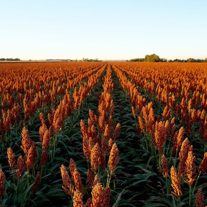May include: A field of orange sorghum plants growing in rows. The plants are tall and have large, feathery heads. The field is in the countryside and the sky is blue.