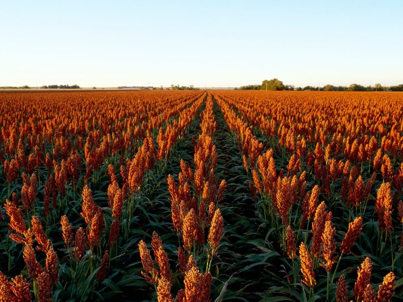 May include: A field of orange sorghum plants growing in rows. The plants are tall and have large, feathery heads. The field is in the countryside and the sky is blue.