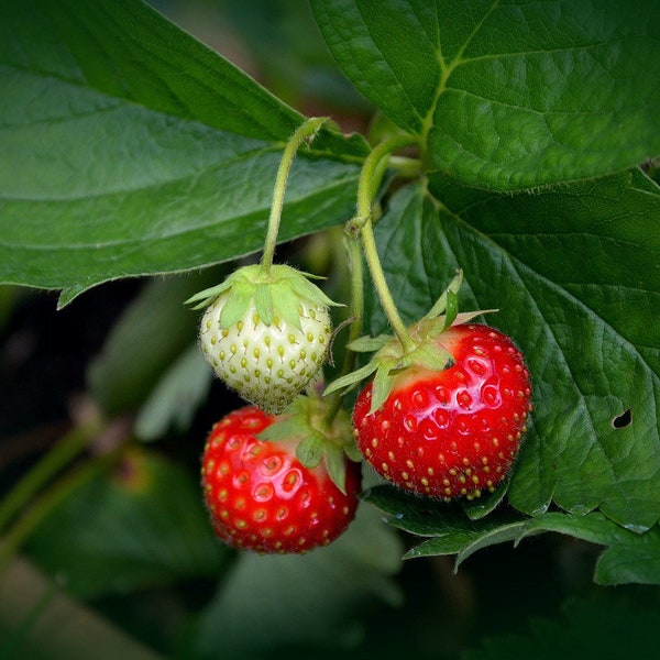 Bulk Organic Alpine Strawberry Seeds, Wild, Baron, Fragaria Vesca FR011CR