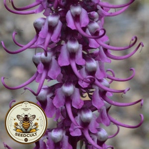 NOUVEAU ! Tête d'éléphant, fleur sauvage des États-Unis, pédiculaire du Groenland, Pedicularis Groenlandica, PD0120